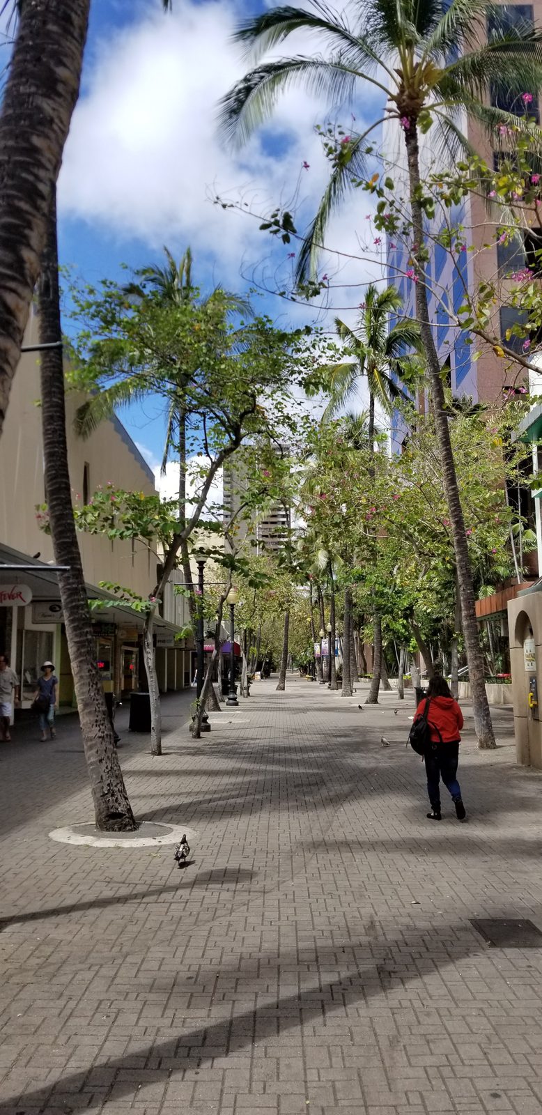Palms line the Fort Street Mall walkway near Chinatown, June 2019