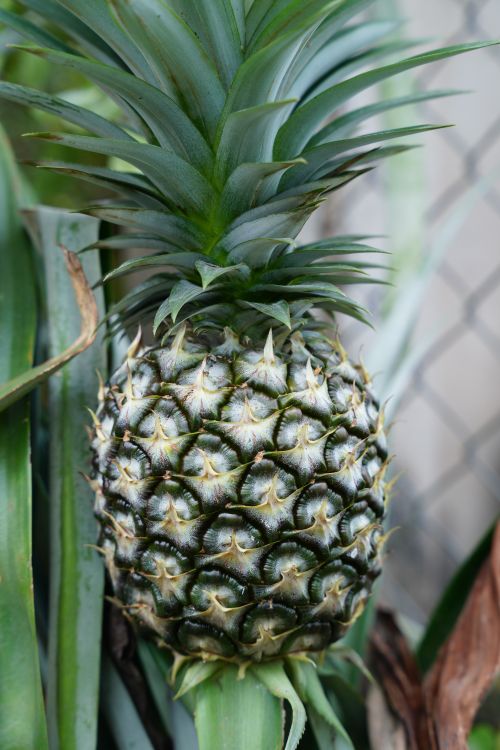 Ripe pineapple growing on the plant among lush green leaves