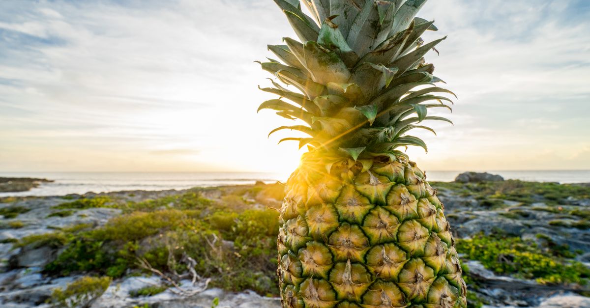Pineapple near green plants with the sea beyond