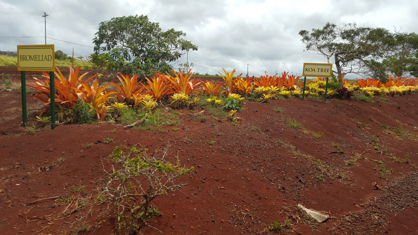 Garden beds with red dirt at Dole Plantation, June 2017