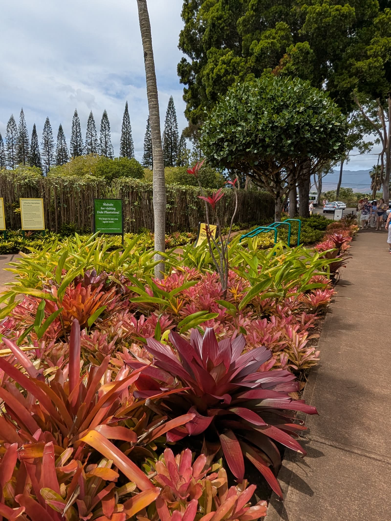 Garden path with bromeliads at Dole Plantation, May 2025