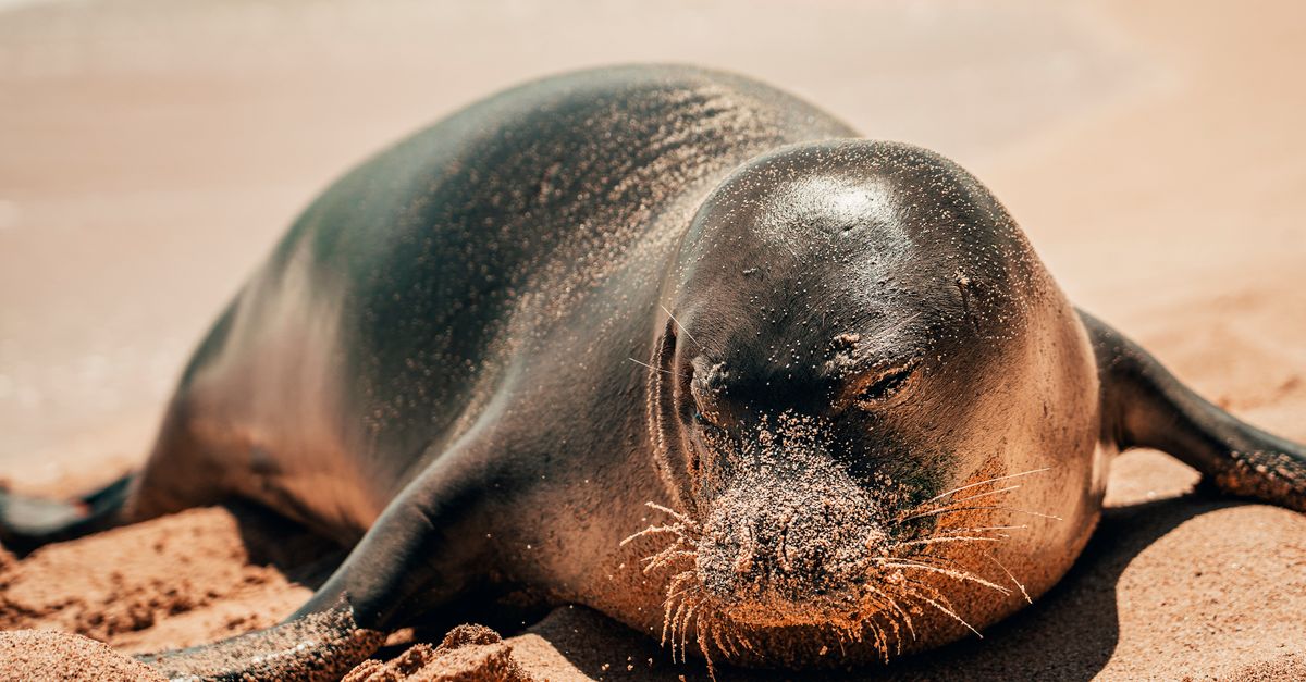 Seal resting on a sandy beach