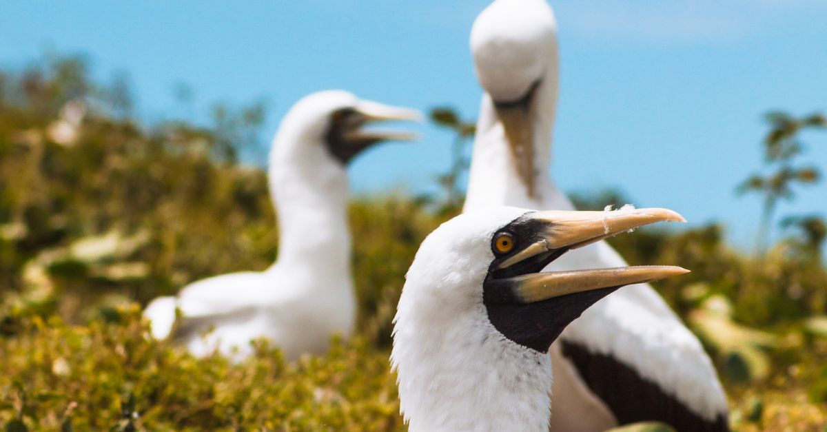 Masked booby on a grass field