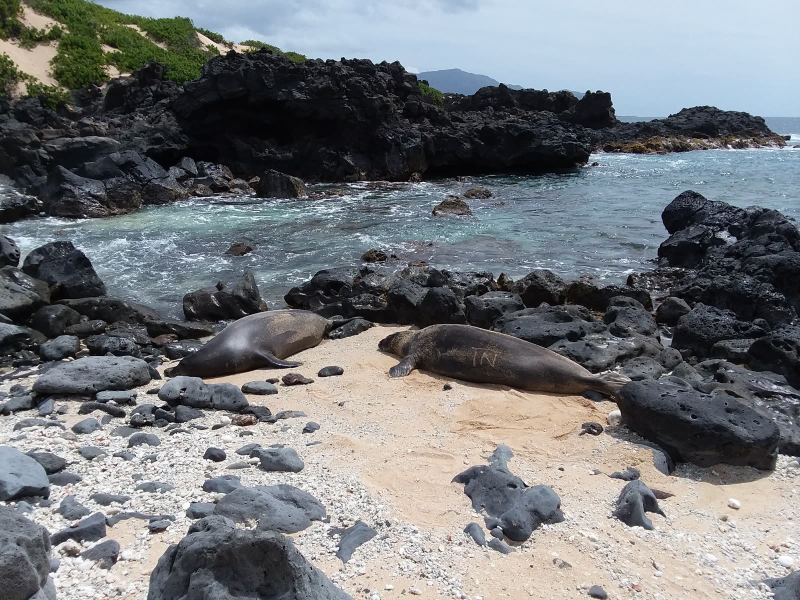 Two Hawaiian monk seals resting on the rocky beach at Ka’ena Point, March 2018