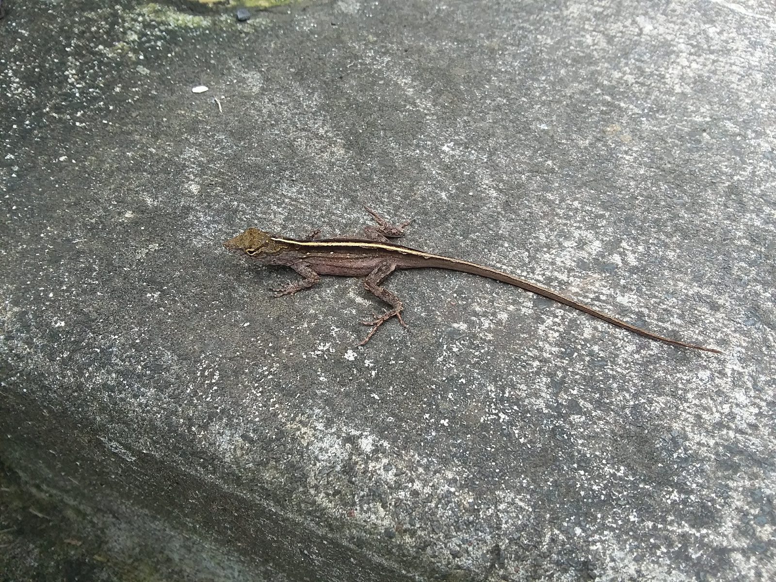 A brown anole lizard on the pavement at Kualoa Ranch, February 2018