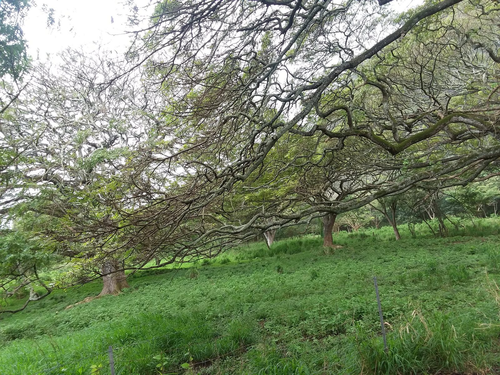 Pasture and spreading monkeypod trees at Kualoa Ranch, February 2018