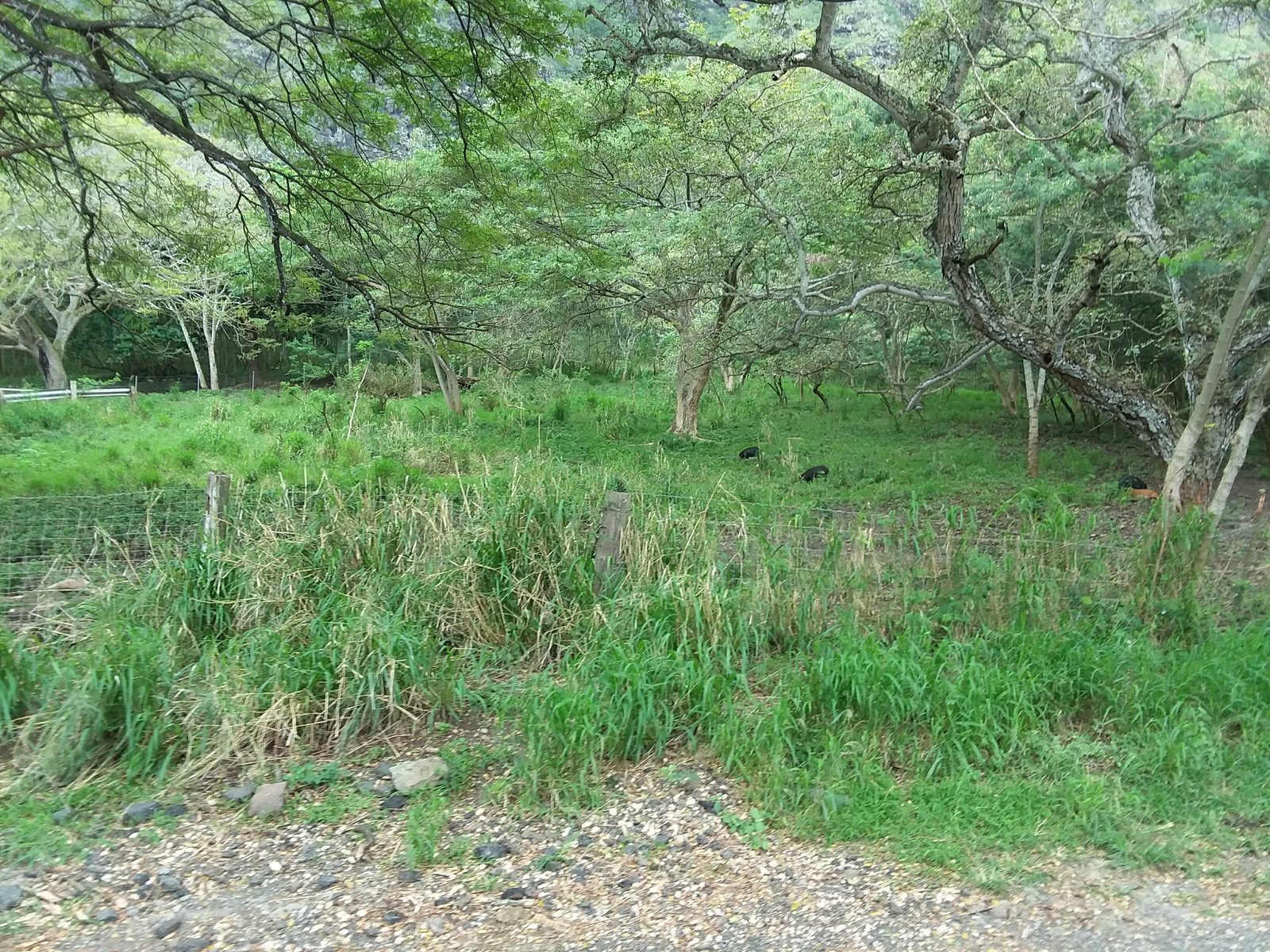 Ranch pasture and trees in Ka‘a‘awa Valley at Kualoa Ranch, February 2018
