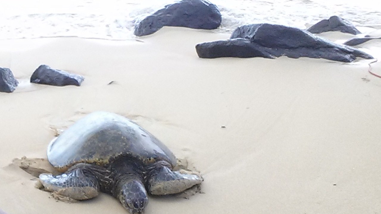 A sea turtle resting on the sand at Laniakea with lava rocks and the shoreline behind, 2015
