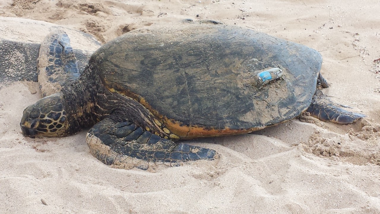 A Hawaiian green sea turtle basking on the sand at Laniakea