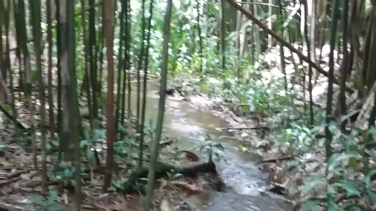 The Lulumahu trail stream running through a bamboo forest