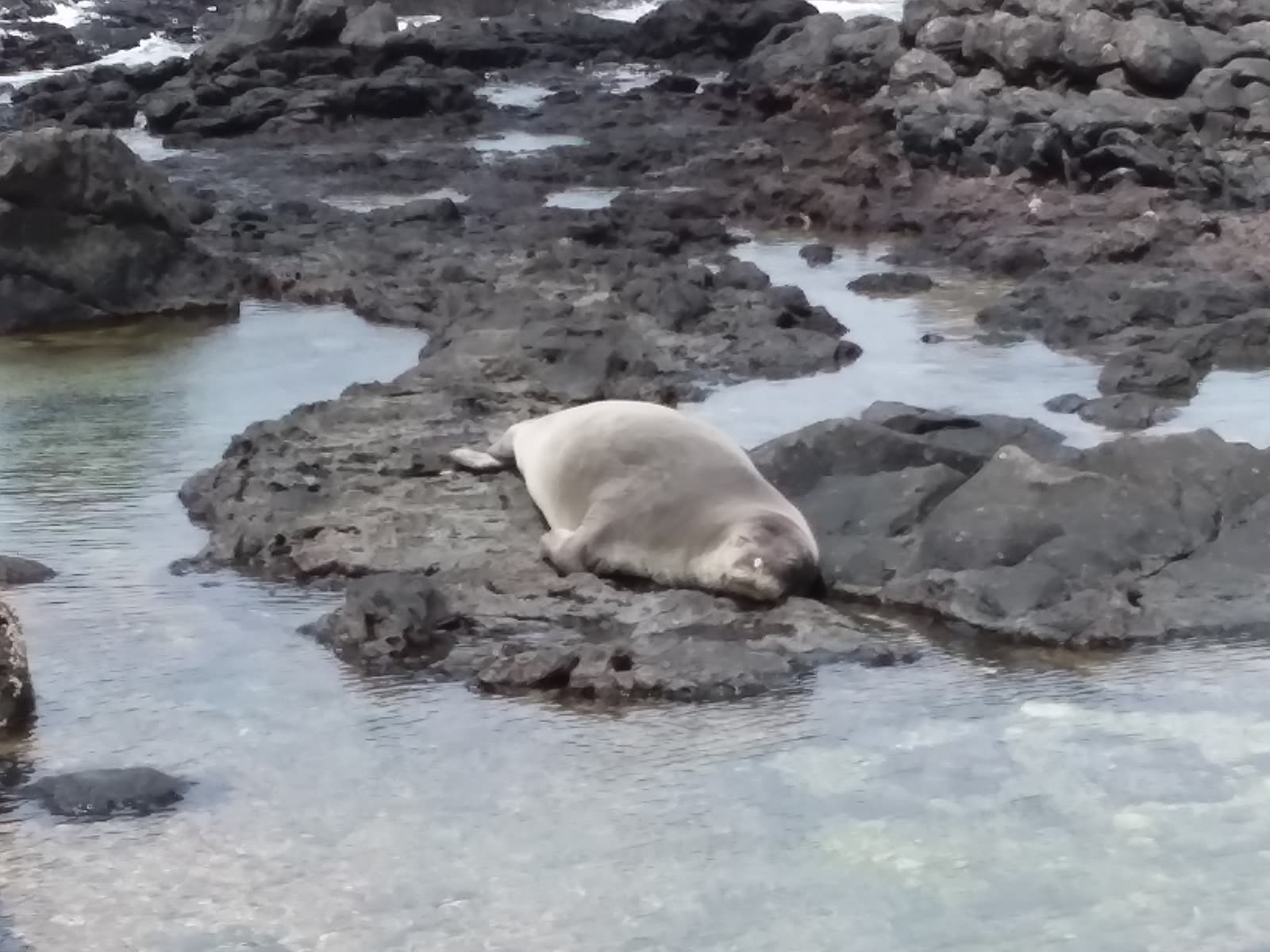 Hawaiian monk seal resting on lava rocks
