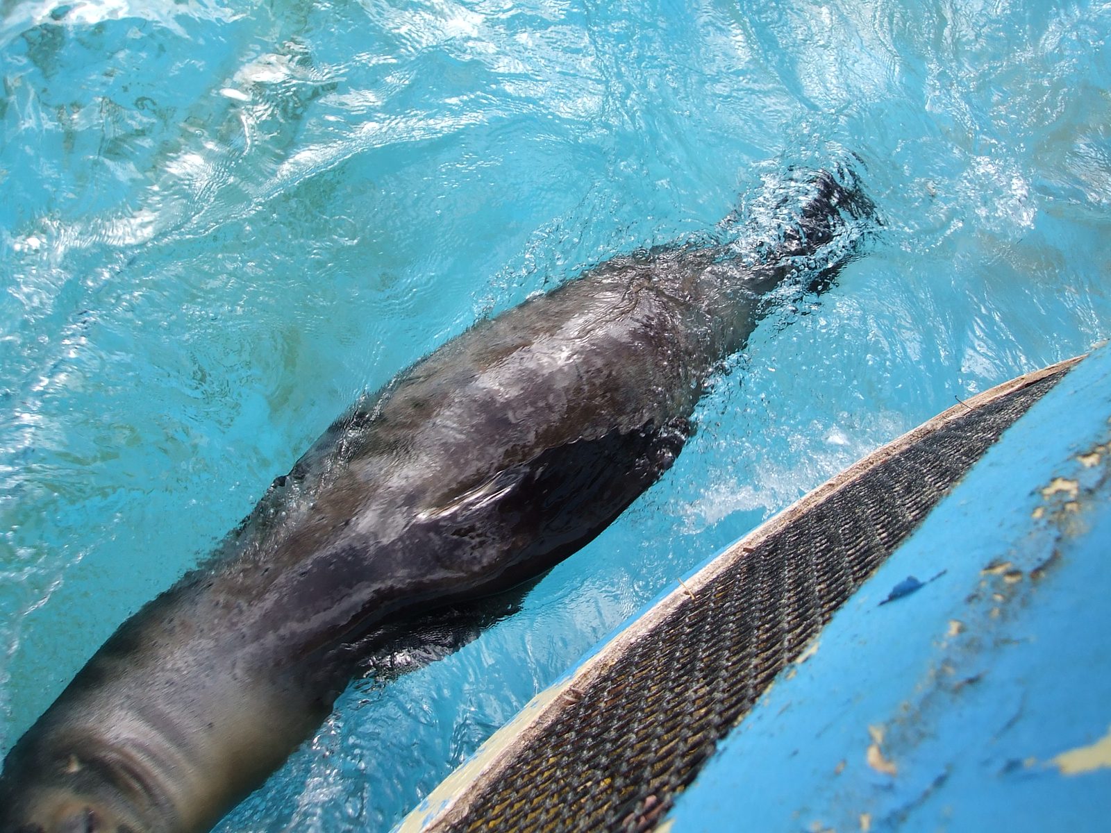 A Hawaiian monk seal swimming at the surface at Sea Life Park