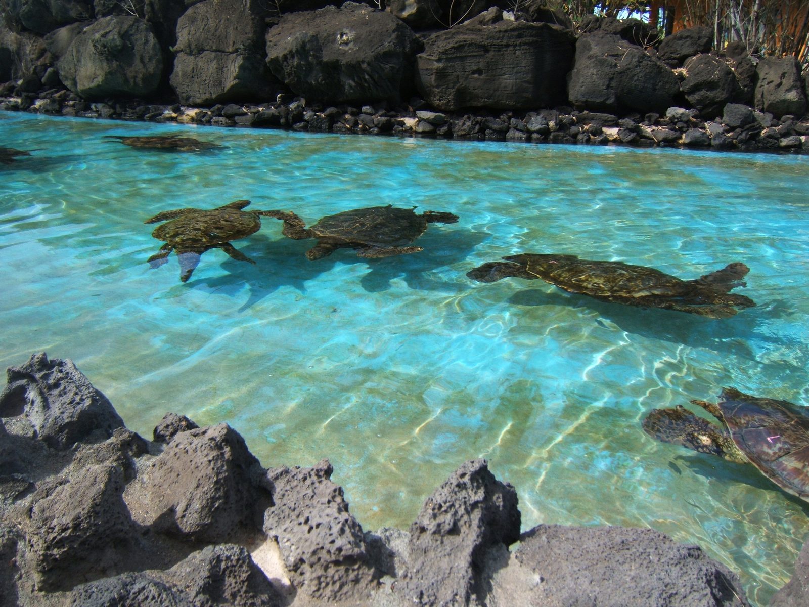 Sea turtles swimming in the clear pool at Sea Life Park